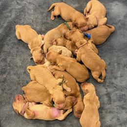 Dark Green Collar - Dark golden male Golden Retriever puppy in Turtlepoint, Pennsylvania from Allegheny River Retrievers
