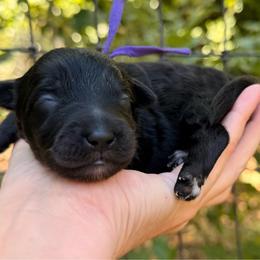 Morticia - Black and white female Aussiedoodle puppy in Mulino, Oregon from Korbella Farm