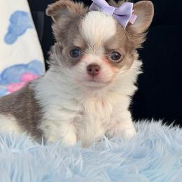 Violet - Chocolate blue female Chihuahua puppy in Newport Beach, California from Exotic City Pomeranians and chihuahuas