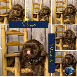 Duke Ruston (Prince S- A) - Liver male Shih Tzu puppy in Xenia, Ohio from Crown & Tress Shih Tzu
