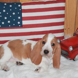 Phoebe - Lemon and white female Basset Hound puppy in Dover, Arkansas from S&S American Bassets
