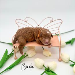Birdie - Red  male Goldendoodle puppy in Wooster, Ohio from Cynology Doodles