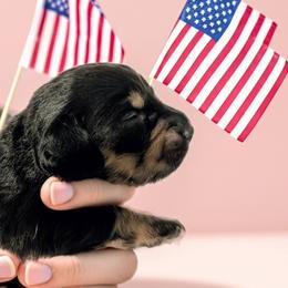Sheila - Black and cream female Dachshund puppy in Annandale, Minnesota from Weiners on a Hill
