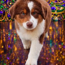 Riot - Red tri-color male Australian Shepherd puppy in Diberville, Mississippi from Bon Temps Ranch