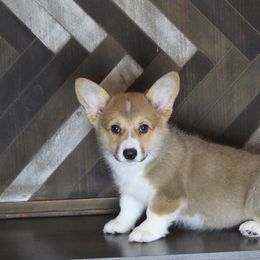 Sadie - Sable Pembroke Welsh Corgi puppy in Tennessee from Elderwood Farms