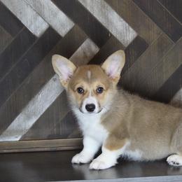 Sadie - Sable Pembroke Welsh Corgi puppy in Tennessee from Elderwood Farms