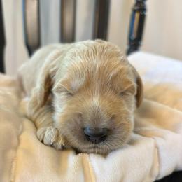 Boy 1 - Cream male Goldendoodle puppy in Mattawan, Michigan from Doodifuldoods