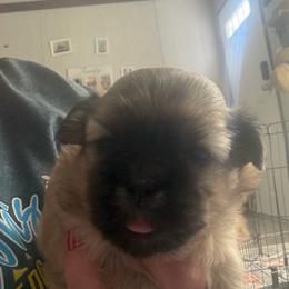 Skye - Brown female Shichon puppy in Bushnell, Florida from Diamond Belle Puppies, LLC