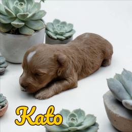Kato - Wheaten male Miniature Schnauzer puppy in Clemmons, North Carolina from Schnauzer Snobs