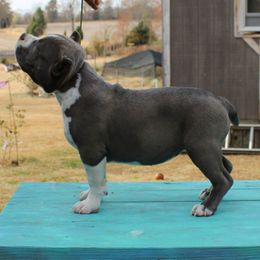 American Bully Puppies from Haymaker Bully Camp