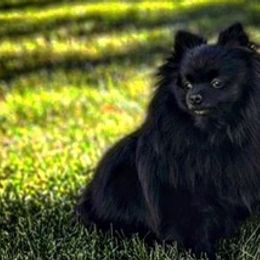 Pomeranians from Patricia Iranco's Pomeranians