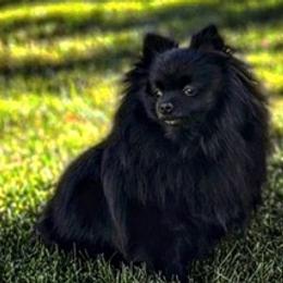 Pomeranians from Patricia Iranco's Pomeranians