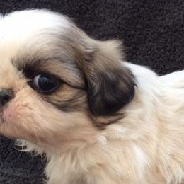 Shih Tzus from Su Dee's Shih tzus