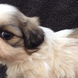 Shih Tzus from Su Dee's Shih tzus