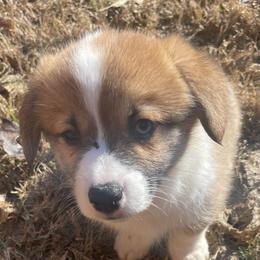 Scooby - Sable male Pembroke Welsh Corgi puppy in Adairsville, Georgia from R&R Corgis