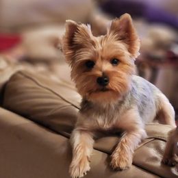 Bella - Yorkshire Terrier
