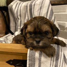 Maxwell - Brindle male Shih Tzu puppy in Lexington, North Carolina from SCS Shih Tzus