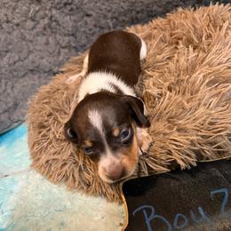 Fortune - Piebald male Dachshund puppy in Bigfork, Minnesota from Dachshunds Up North