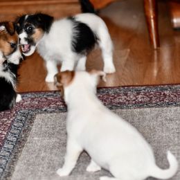 Beagle, Jack Russell Terrier, and Russell Terrier Puppies from Mountain Top