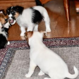Beagle, Jack Russell Terrier, and Russell Terrier Puppies from Mountain Top