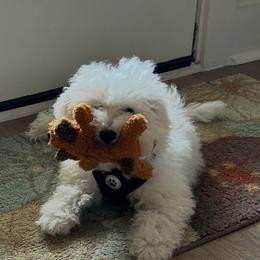 Bichon Frise All Grown Up from Orchid Bichon Frisé