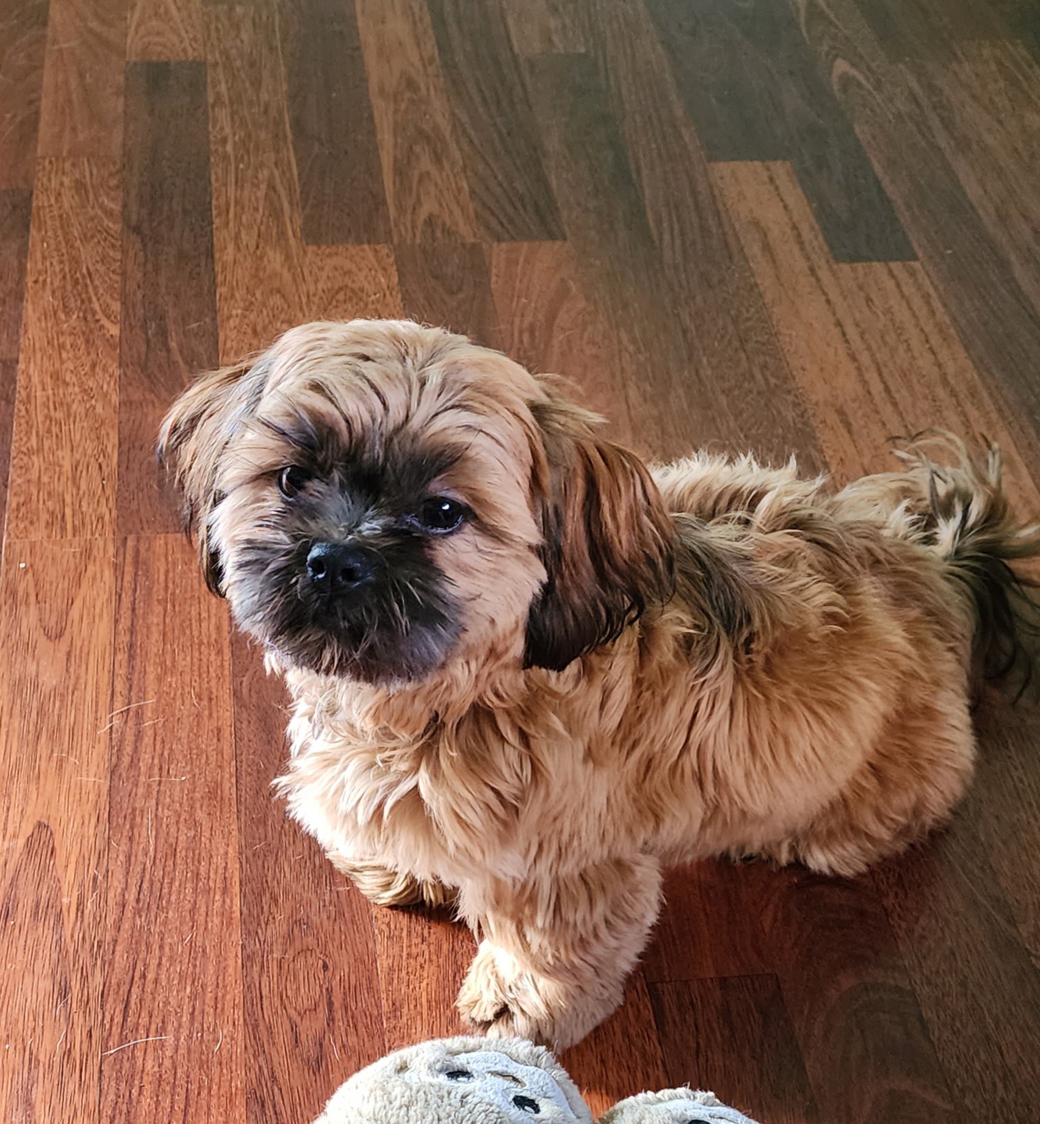 Shichon All Grown Up from Shichon Teddybear  puppies of Miss