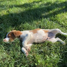 Brittany puppies from Sandstone Brittanys