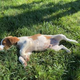Brittany puppies from Sandstone Brittanys