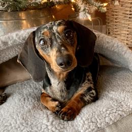 Rain - Dachshund