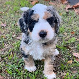 Cypress - Merle male Bernedoodle puppy in Waco, Texas from Hope Valley Doodles