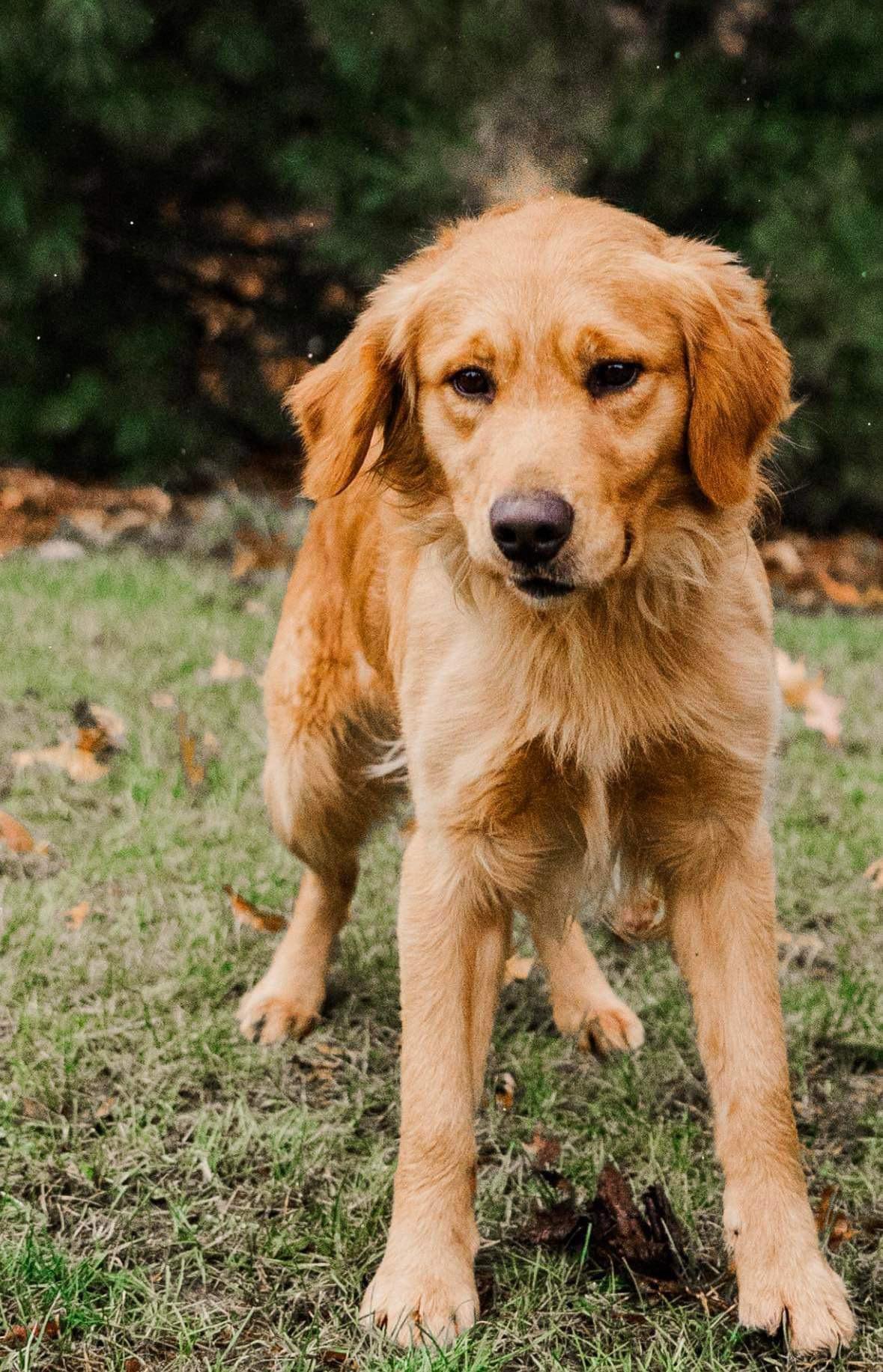 Buddy