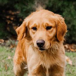 Buddy - Golden Retriever