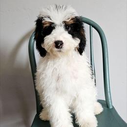 Parsley - Tri-color male Bernedoodle puppy in Granton, Wisconsin from Rose River Farms