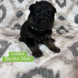 Giblet - Black and red male German Shepherd puppy in New Cambria, Missouri from Des Hausraben Shepherds
