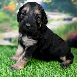 Ember - Sable female Goldendoodle puppy in Springfield, Oregon from Oregon's Oodles of poodles & doodles