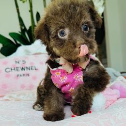 CLOVER - Cafe au lait female Maltipoo puppy in Sugar Land, Texas from Celebrity Maltipoos