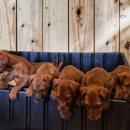 Irish Terrier Puppies from Irish Rose Kennels