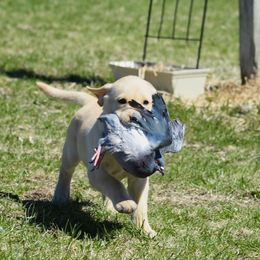 Labrador Retriever Puppies from Cheri Lewitzke