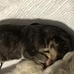 Boy 2 - Brown male Silken Windhound puppy in Corry, Pennsylvania from Amy Burkhart