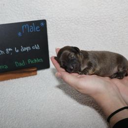 Toto (Orange collar) - Cream male Dachshund puppy in Prospect, Oregon from Spunky Sausage Pups