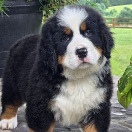Mouse - Black tan and white male Bernese Mountain Dog puppy in Gaffney, South Carolina from Circle D Farms