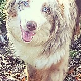 Australian Shepherds from Kendra Phillips
