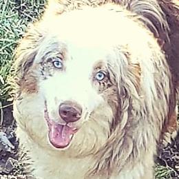 Australian Shepherds from Kendra Phillips