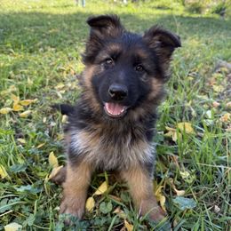 Gianna - Black and red female German Shepherd puppy in Fielding, Utah from Legacy Shepherds