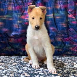 Tang (Starlight) - Sable merle and white male Collie puppy in Dickson, Tennessee from Ceilidh Collies