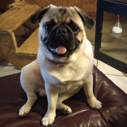 Pugs from Pug Puppies