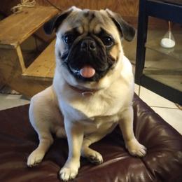 Pugs from Pug Puppies