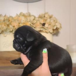 Boy 1 - Black male Pug puppy in Carbon Hill, Alabama from Gleaton's Pugs