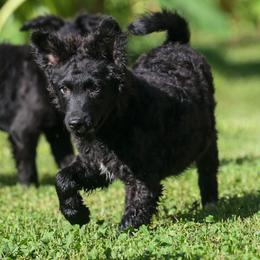 Eden - Black male Mudi puppy in Gatlinburg, Tennessee from Greenbrier