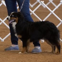 Ice - Miniature Australian Shepherd